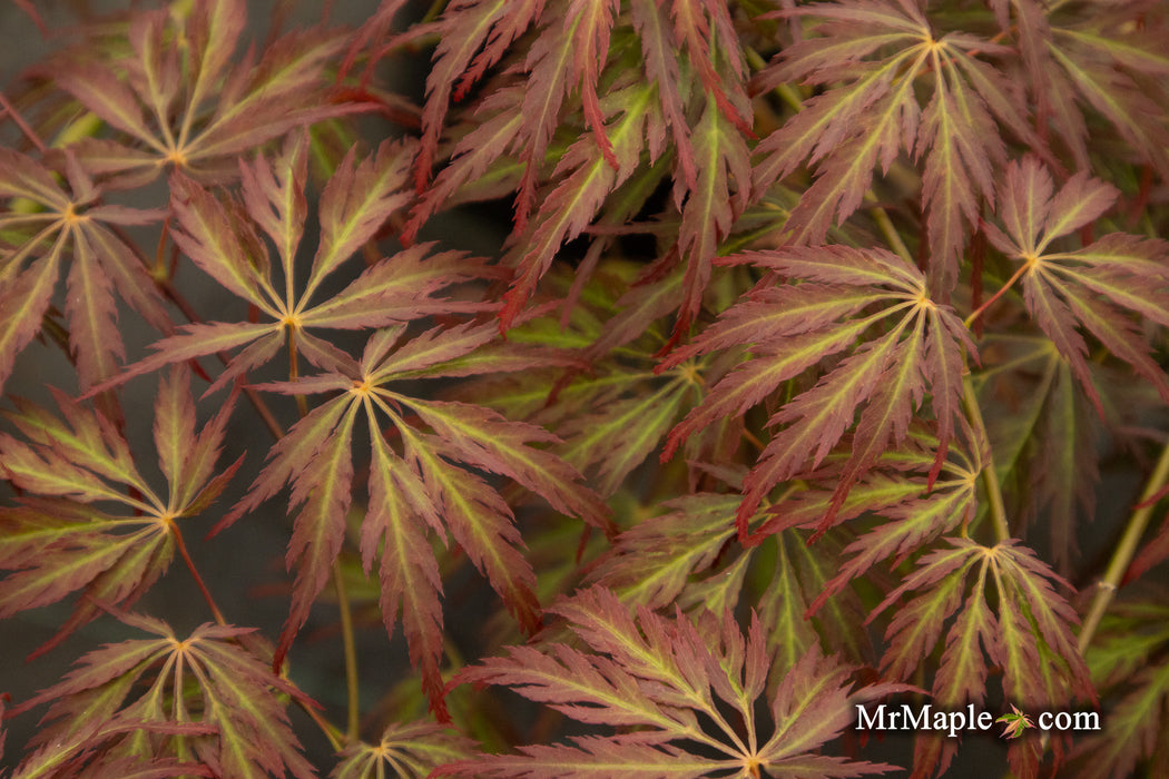 '- Acer palmatum 'Jeddeloh Orange' Weeping Japanese Maple - Mr Maple │ Buy Japanese Maple Trees