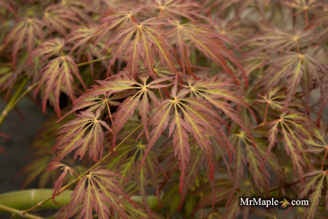 '- Acer palmatum 'Jeddeloh Orange' Weeping Japanese Maple - Mr Maple │ Buy Japanese Maple Trees