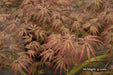 '- Acer palmatum 'Jeddeloh Orange' Weeping Japanese Maple - Mr Maple │ Buy Japanese Maple Trees