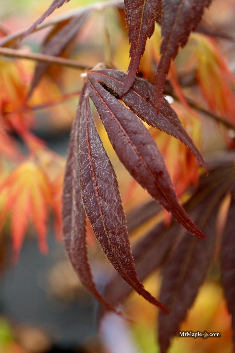 Acer palmatum 'Jesca' Japanese Maple