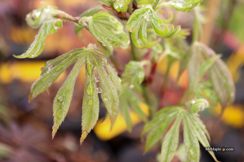 Acer palmatum 'Jesca' Japanese Maple