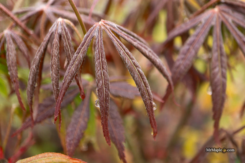 Acer palmatum 'Jesca' Japanese Maple