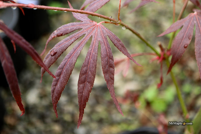 Acer palmatum 'Jesca' Japanese Maple
