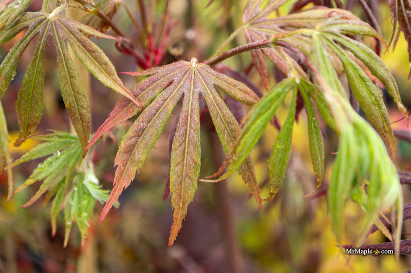 Acer palmatum 'Jesca' Japanese Maple