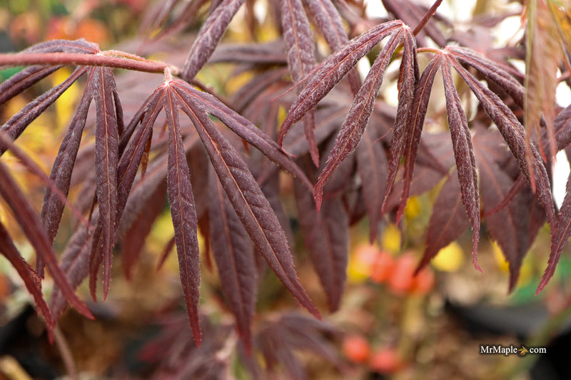 Acer palmatum 'Jesca' Japanese Maple
