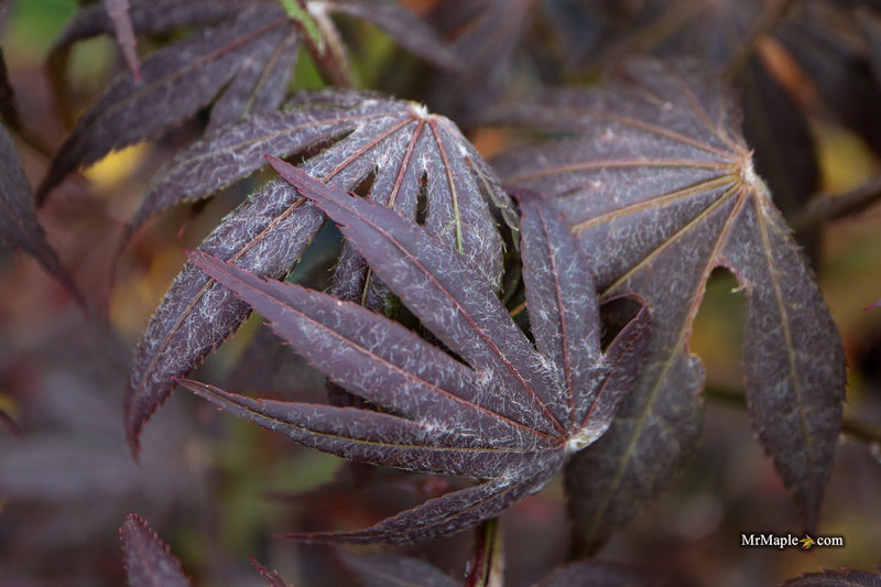 Acer palmatum 'Jesca' Japanese Maple