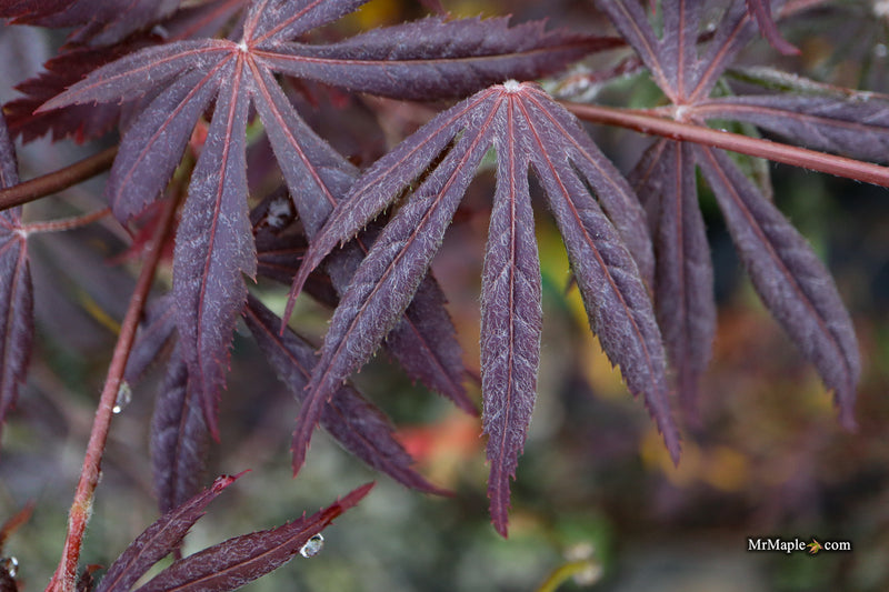 Acer palmatum 'Jesca' Japanese Maple
