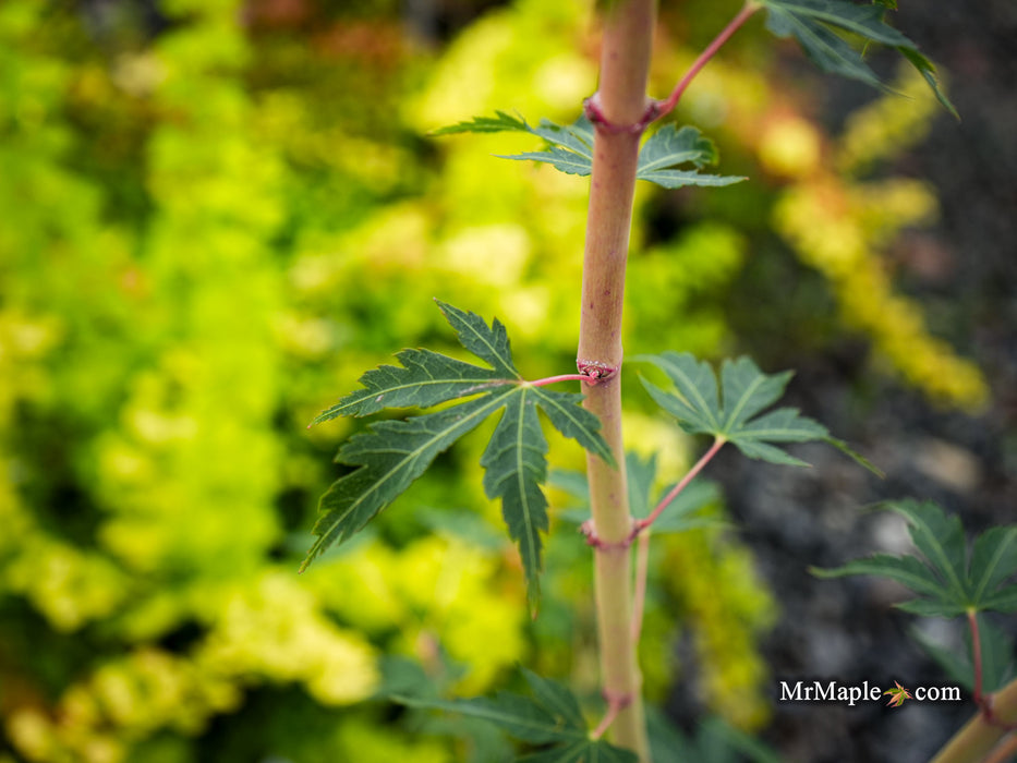 Acer palmatum 'Ji jiao' Orange Coral Bark Japanese Maple