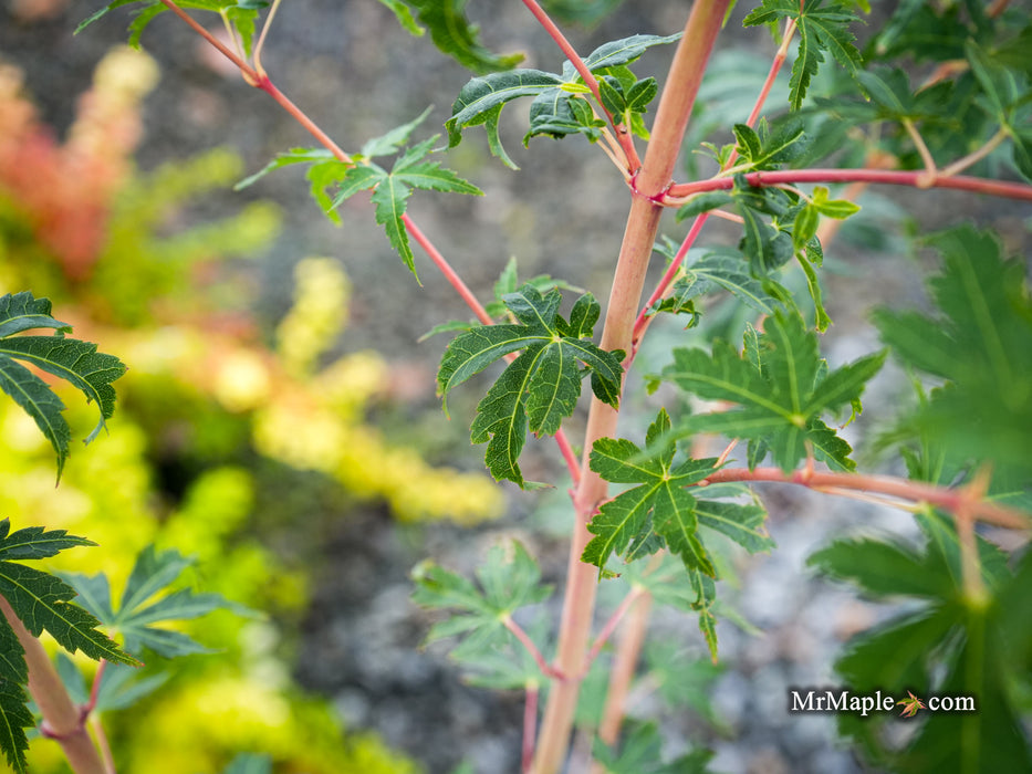 Acer palmatum 'Ji jiao' Orange Coral Bark Japanese Maple