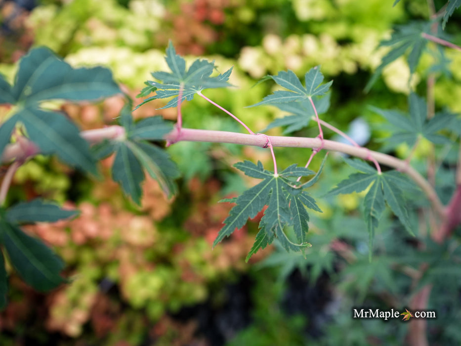 Acer palmatum 'Ji jiao' Orange Coral Bark Japanese Maple