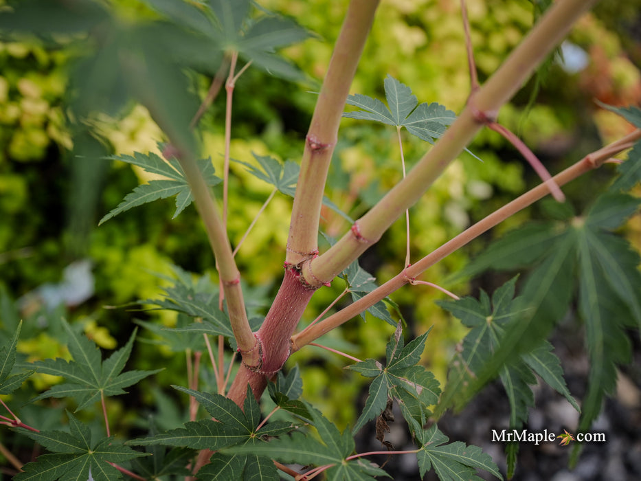 Acer palmatum 'Ji jiao' Orange Coral Bark Japanese Maple