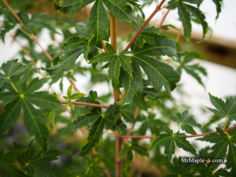 Acer palmatum 'Ji jiao' Orange Coral Bark Japanese Maple