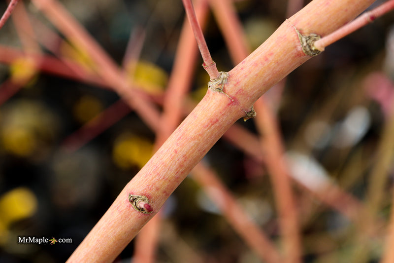 Acer palmatum 'Ji jiao' Orange Coral Bark Japanese Maple