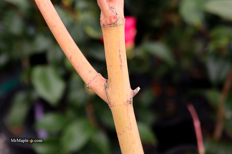 Acer palmatum 'Ji jiao' Orange Coral Bark Japanese Maple