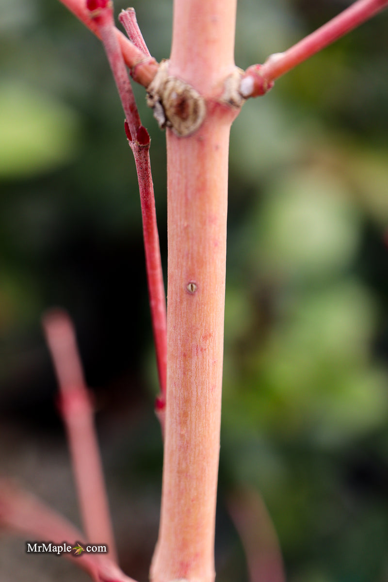 Acer palmatum 'Ji jiao' Orange Coral Bark Japanese Maple