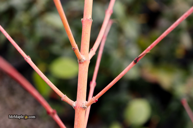Acer palmatum 'Ji jiao' Orange Coral Bark Japanese Maple
