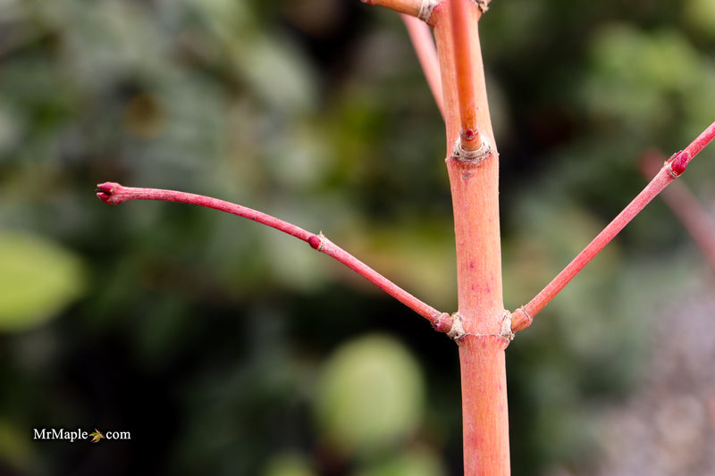 Acer palmatum 'Ji jiao' Orange Coral Bark Japanese Maple