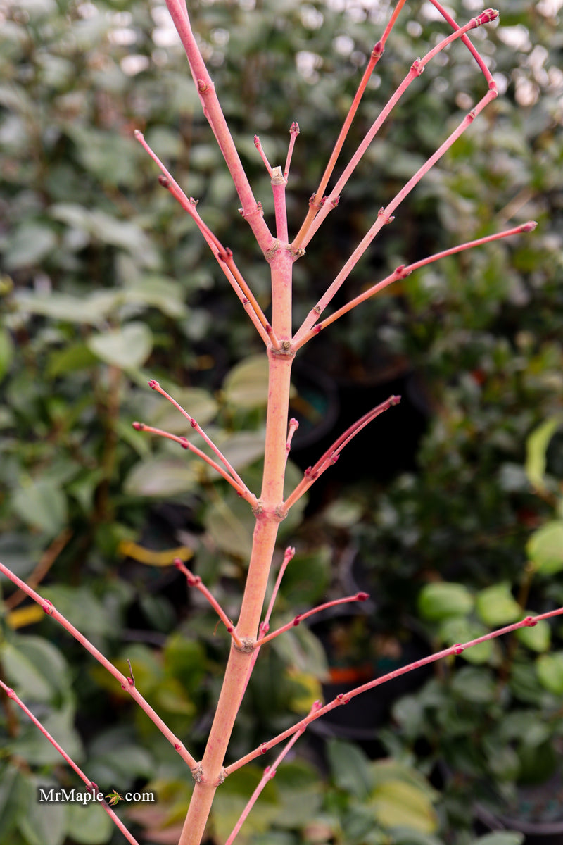 Acer palmatum 'Ji jiao' Orange Coral Bark Japanese Maple