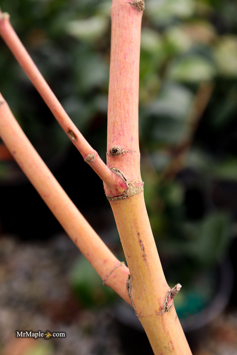 Acer palmatum 'Ji jiao' Orange Coral Bark Japanese Maple