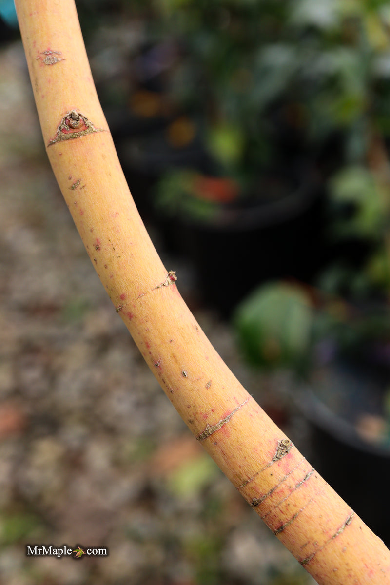 Acer palmatum 'Ji jiao' Orange Coral Bark Japanese Maple