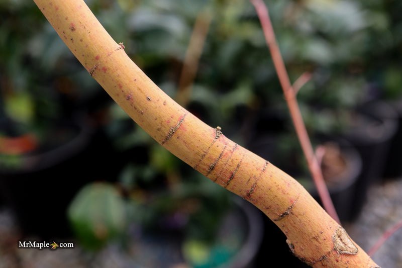 Acer palmatum 'Ji jiao' Orange Coral Bark Japanese Maple
