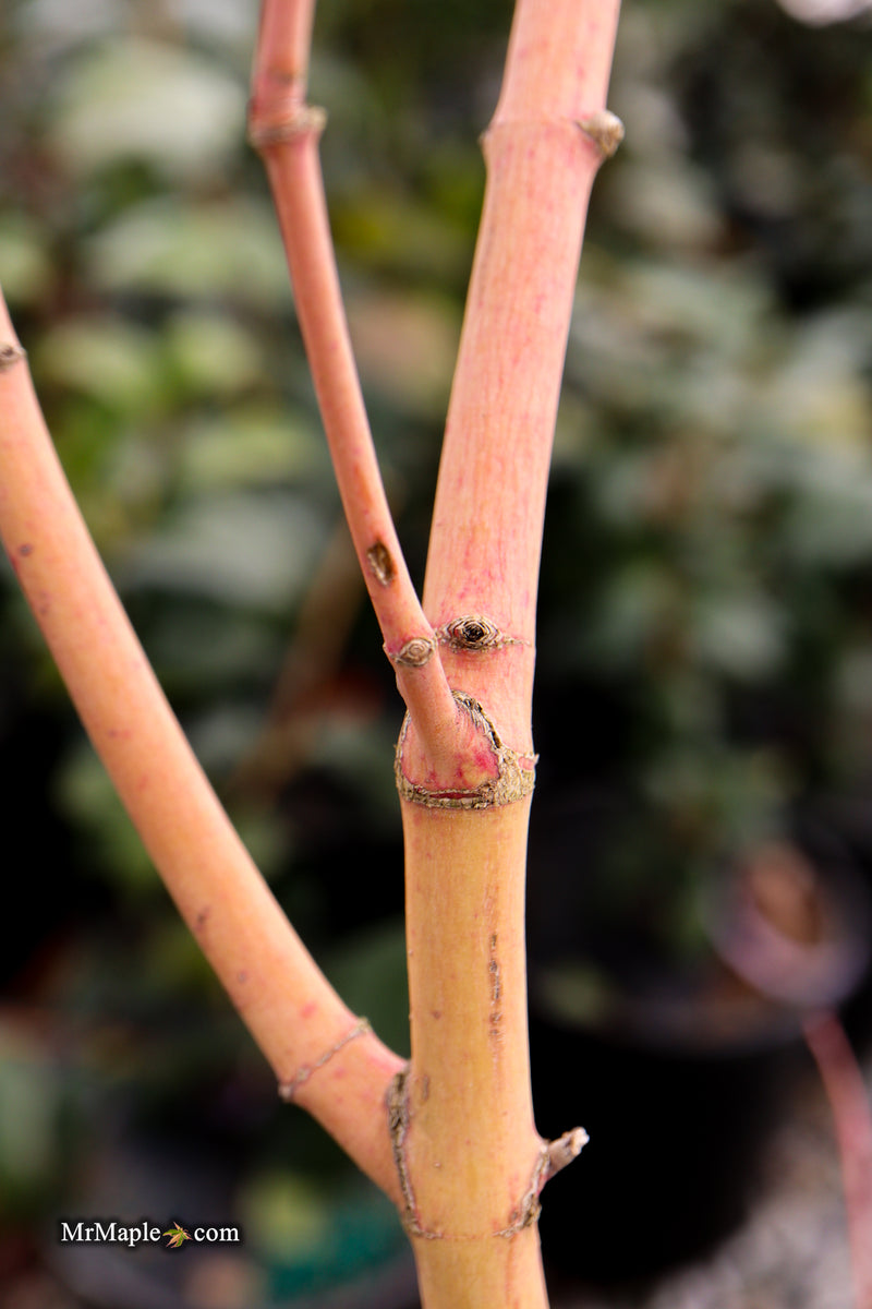 Acer palmatum 'Ji jiao' Orange Coral Bark Japanese Maple