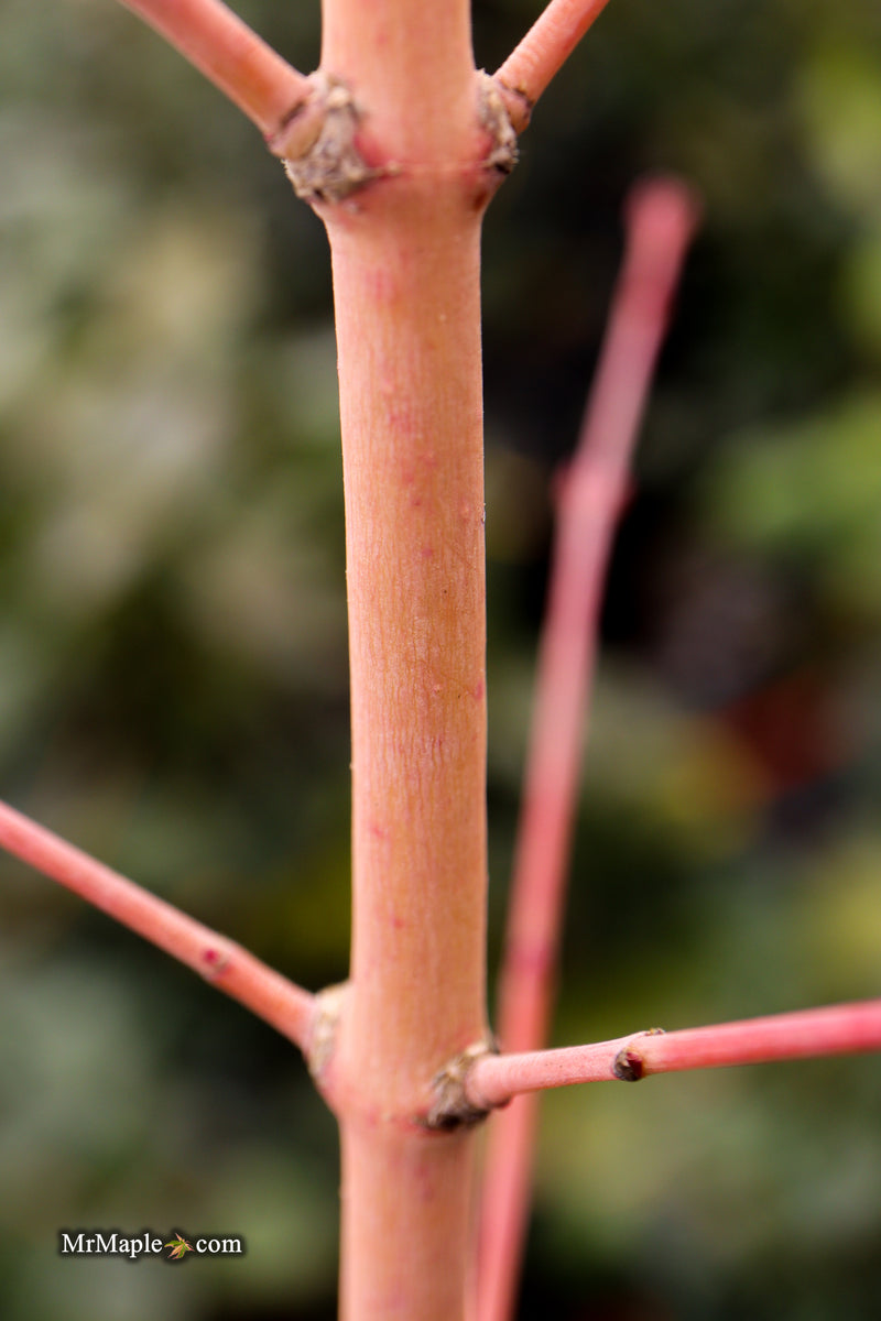 Acer palmatum 'Ji jiao' Orange Coral Bark Japanese Maple