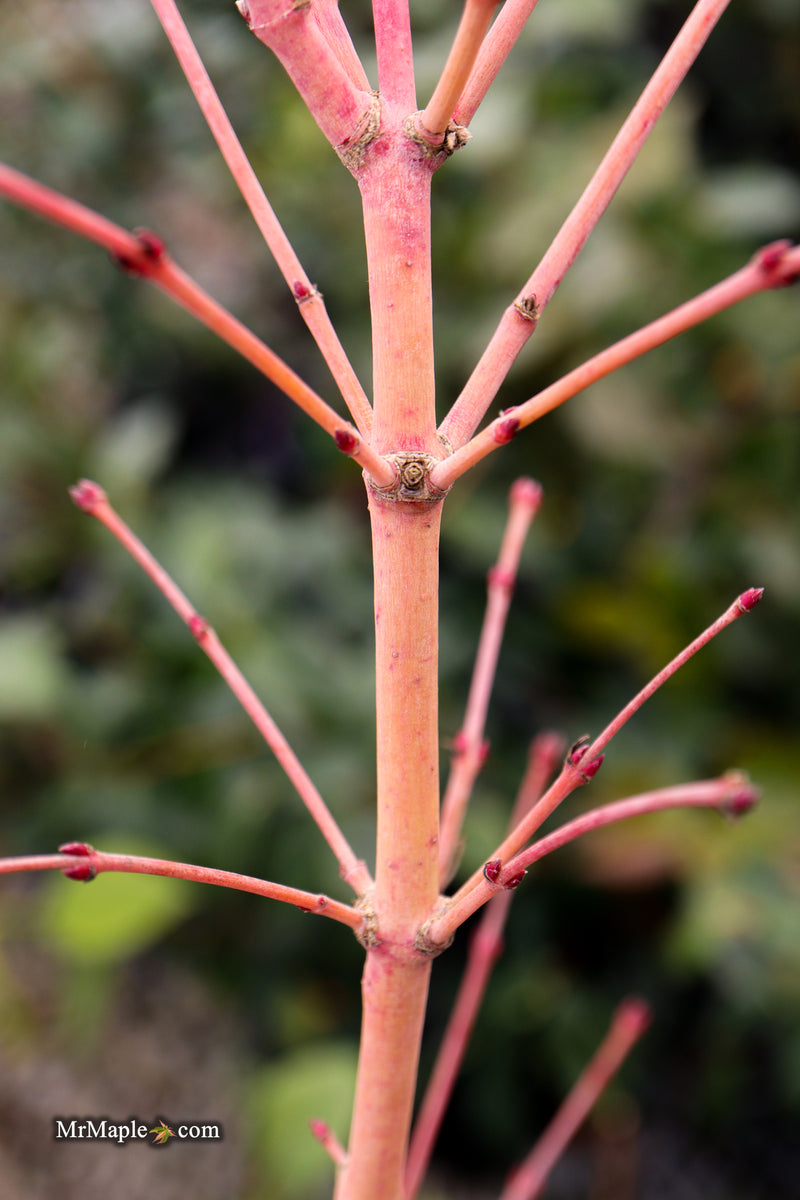 Acer palmatum 'Ji jiao' Orange Coral Bark Japanese Maple