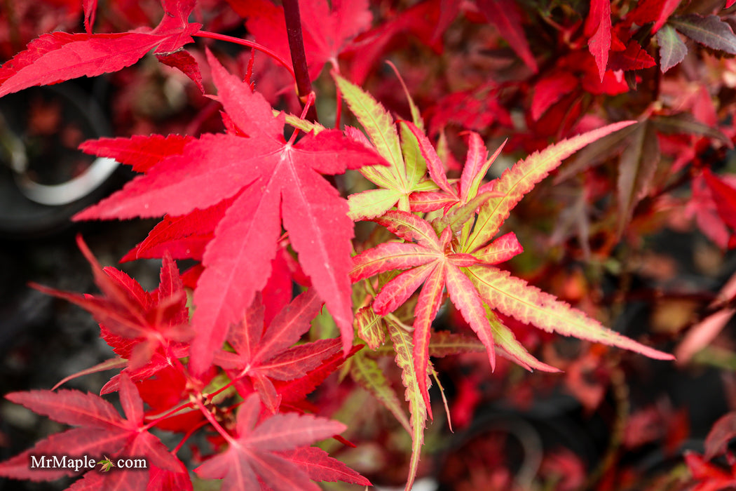 Acer palmatum 'Jim's Memory' Dwarf Red Japanese Maple