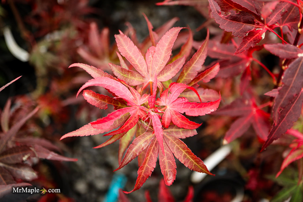 Acer palmatum 'Jim's Memory' Dwarf Red Japanese Maple