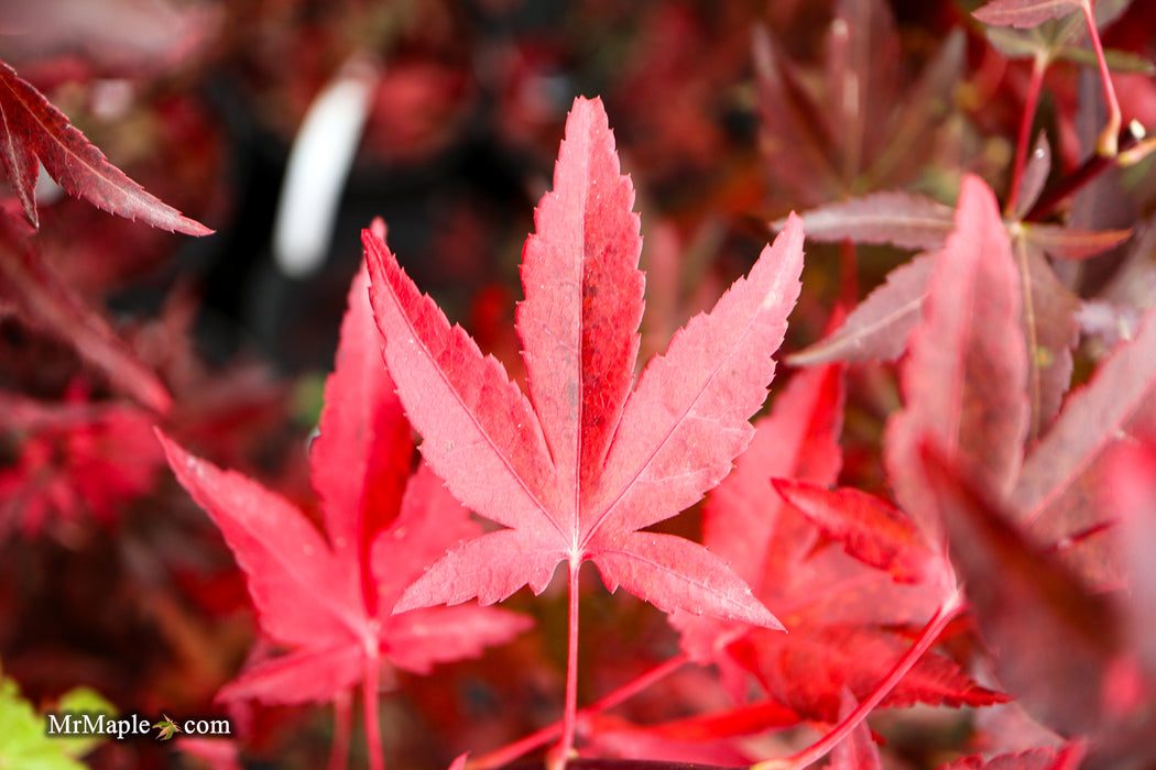 Acer palmatum 'Jim's Memory' Dwarf Red Japanese Maple