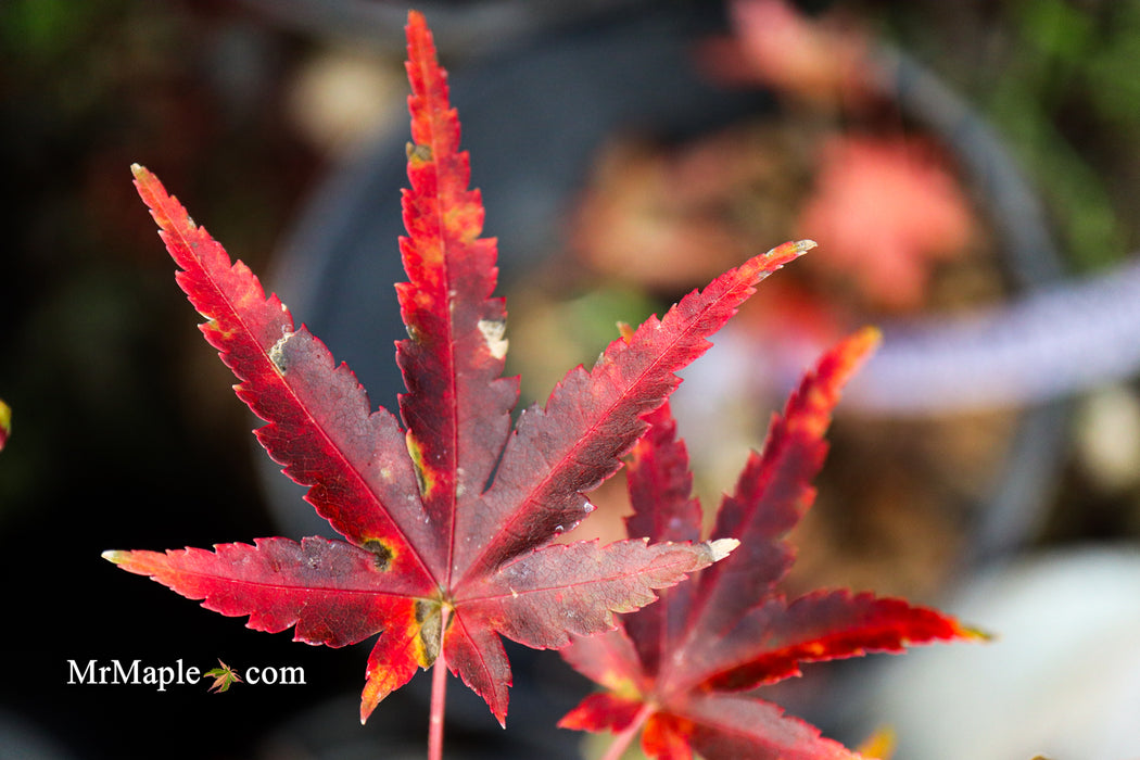 Acer palmatum 'Johnson's Ice Drops' Japanese Maple