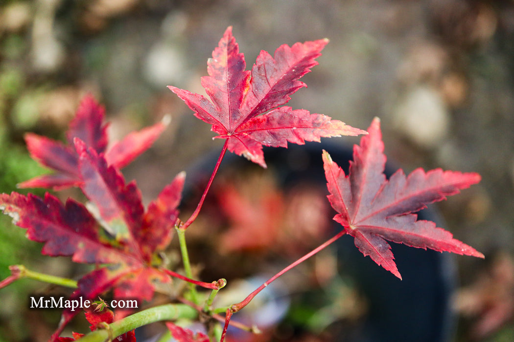Acer palmatum 'Johnson's Ice Drops' Japanese Maple