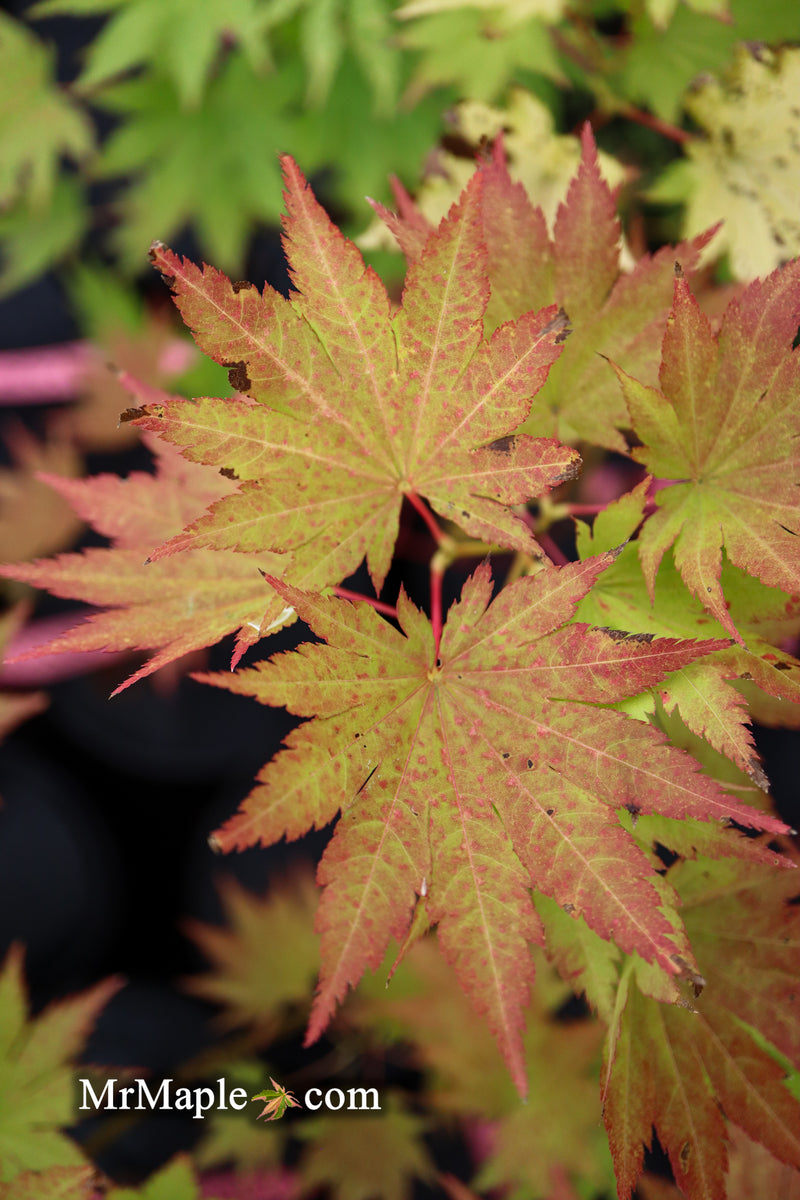 - Acer shirasawanum 'Jordan' Golden Full Moon Japanese Maple - Mr Maple │ Buy Japanese Maple Trees