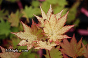 - Acer shirasawanum 'Jordan' Golden Full Moon Japanese Maple - Mr Maple │ Buy Japanese Maple Trees