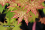 - Acer shirasawanum 'Jordan' Golden Full Moon Japanese Maple - Mr Maple │ Buy Japanese Maple Trees