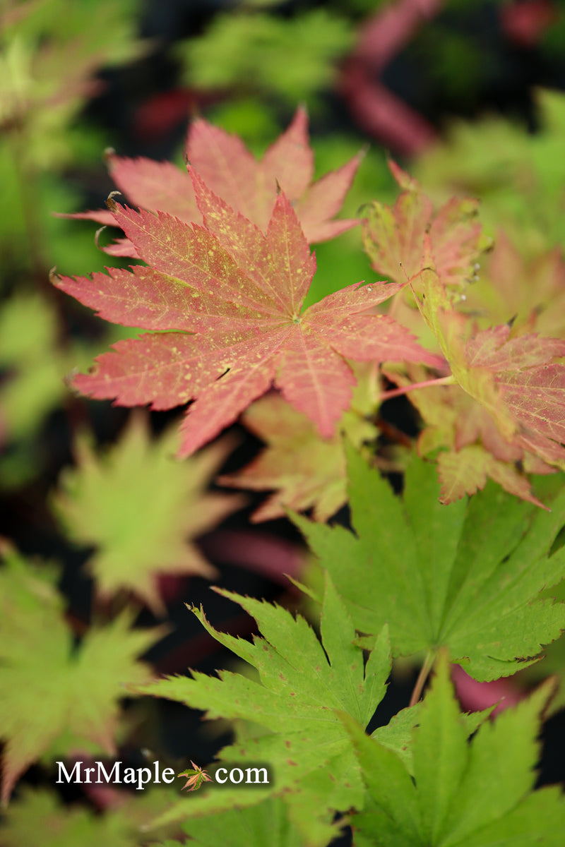- Acer shirasawanum 'Jordan' Golden Full Moon Japanese Maple - Mr Maple │ Buy Japanese Maple Trees