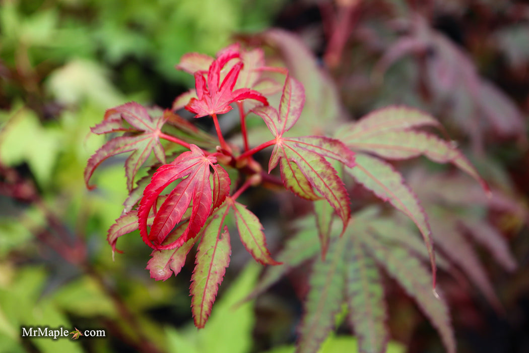 Acer palmatum 'Judy Girl Broom' Rare Japanese Maple