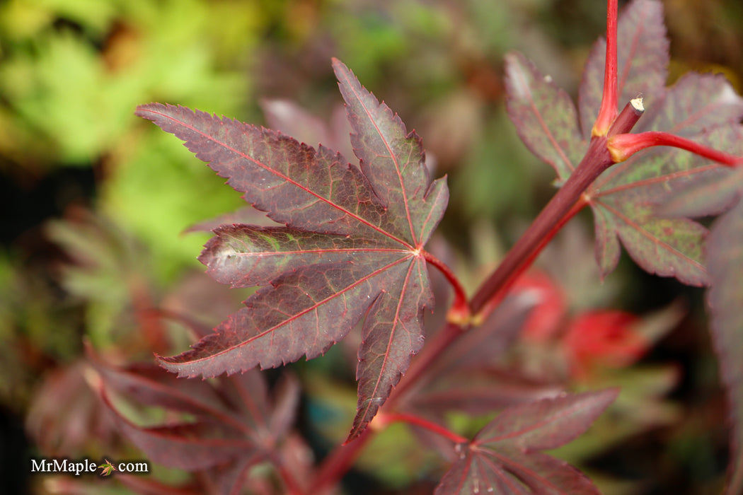 Acer palmatum 'Judy Girl Broom' Rare Japanese Maple