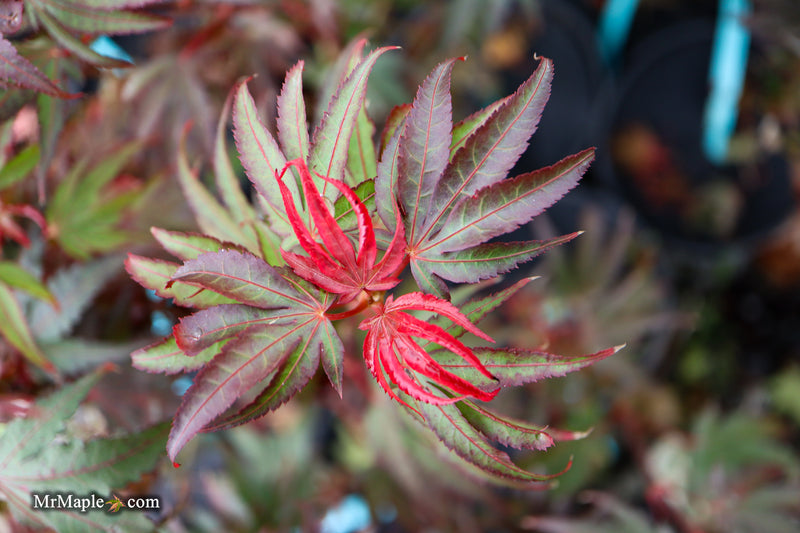 Acer palmatum 'Judy Girl Broom' Rare Japanese Maple