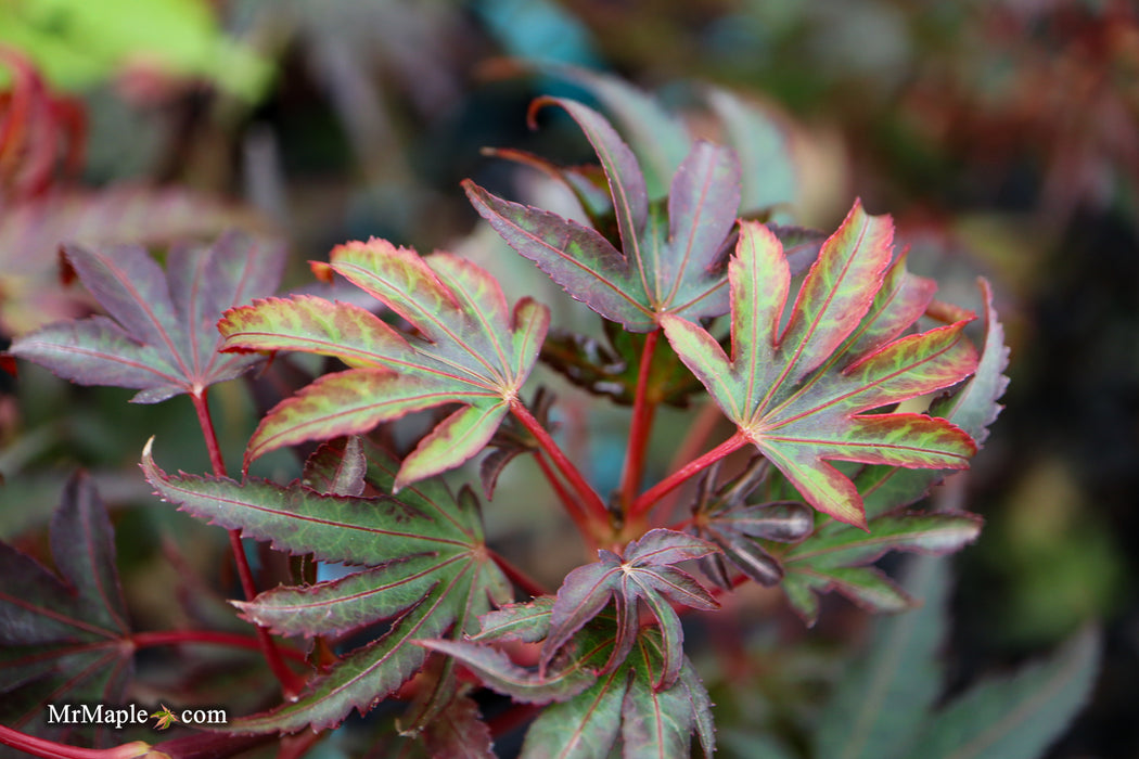 Acer palmatum 'Judy Girl Broom' Rare Japanese Maple