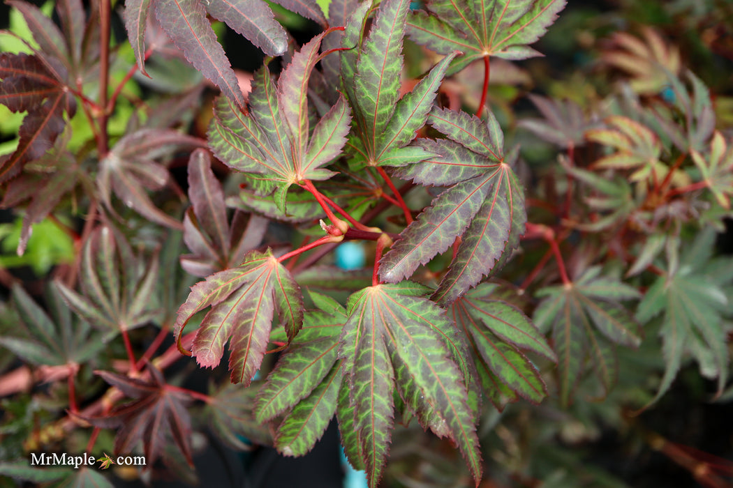 Acer palmatum 'Judy Girl Broom' Rare Japanese Maple