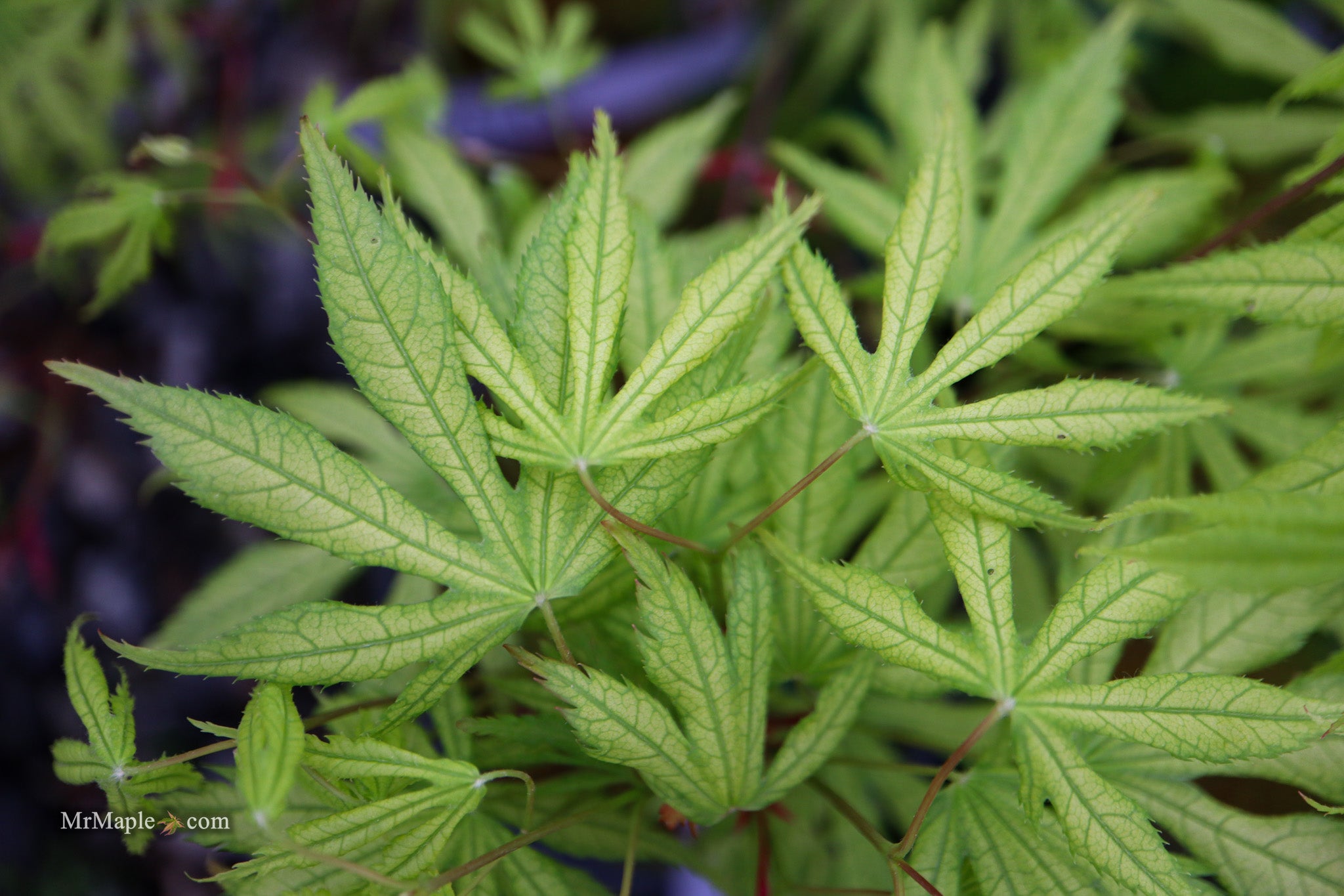 Buy Acer palmatum 'Julia' Japanese Maple — Mr Maple │ Buy