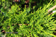 - Juniperus chinensis 'Mac's Golden' Juniper - Mr Maple │ Buy Japanese Maple Trees