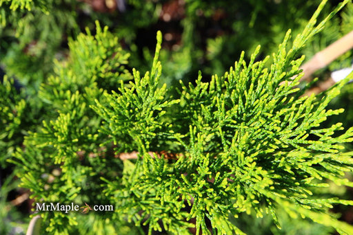 - Juniperus chinensis 'Mac's Golden' Juniper - Mr Maple │ Buy Japanese Maple Trees