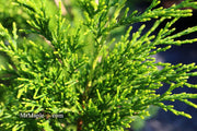- Juniperus chinensis 'Mac's Golden' Juniper - Mr Maple │ Buy Japanese Maple Trees
