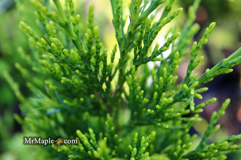 - Juniperus chinensis 'Mac's Golden' Juniper - Mr Maple │ Buy Japanese Maple Trees