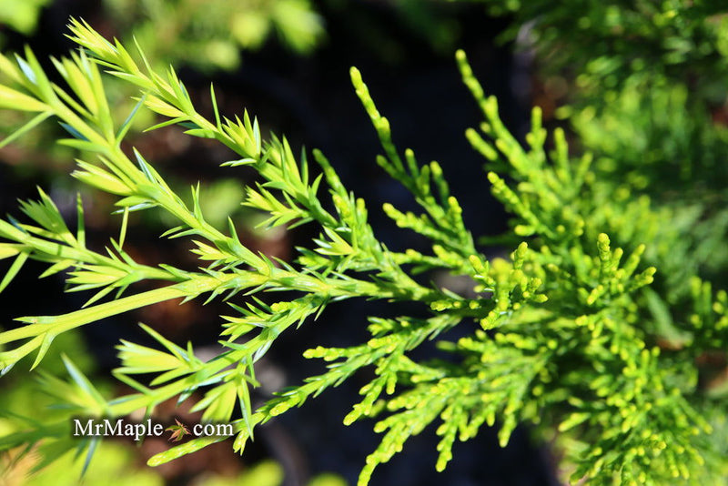 - Juniperus chinensis 'Mac's Golden' Juniper - Mr Maple │ Buy Japanese Maple Trees