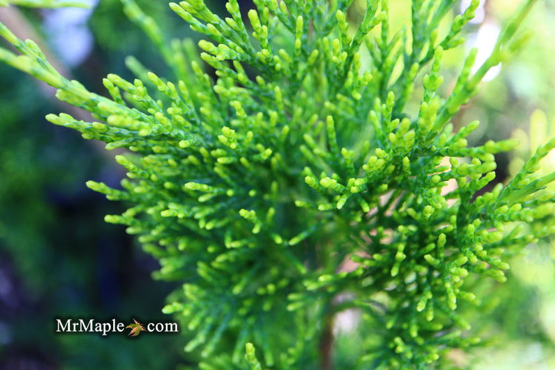 - Juniperus chinensis 'Mac's Golden' Juniper - Mr Maple │ Buy Japanese Maple Trees