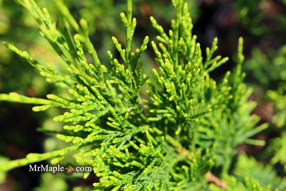 Junoon Maple Buy Juniperus chinensis 'Mac's Golden' Shore Juniper — Mr Maple │ Buy ...